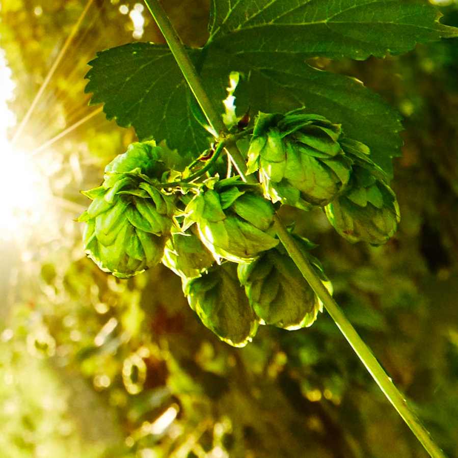 sidebar hopfen